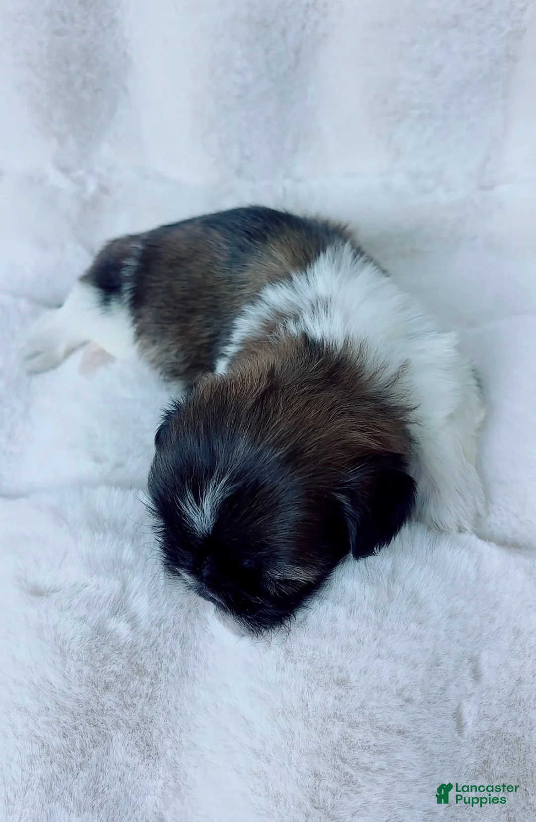 Shih Tzu dogs for sale: Max - Ad 4