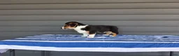 Welsh Corgi Pembroke dogs for sale: Sammy - Ad 3