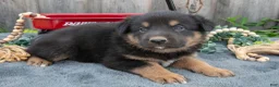 Mixed Breed dogs for sale: General - Ad 1