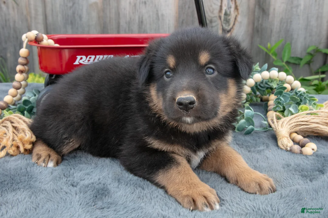 Mixed Breed dogs for sale: General - Ad 1