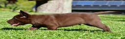 Labrador Retriever dogs for sale: Jackson - Ad 4