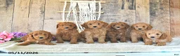 Mini Goldendoodle dogs for sale: Mr Thistle - Ad 5
