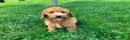 Miniature Poodle dogs for sale: Devon - Ad 3