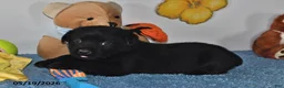 Labrador Retriever dogs for sale: Cooper - Ad 2