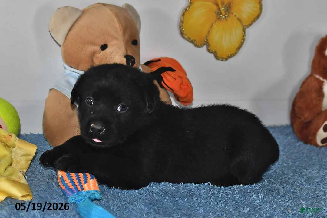 Labrador Retriever dogs for sale: Cooper - Ad 2