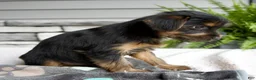 Morkie dogs for sale: Winston - Ad 2