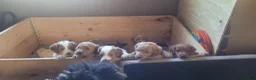 Mini Goldendoodle dogs for sale: Mini Goldendoodle Male 1 - Ad 13