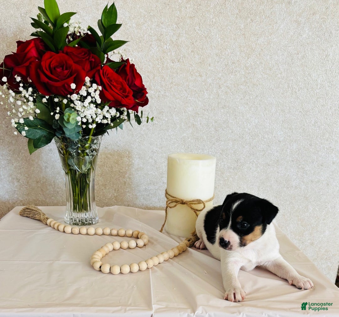 Rat Terrier dogs for sale: Sparkle - Ad 2