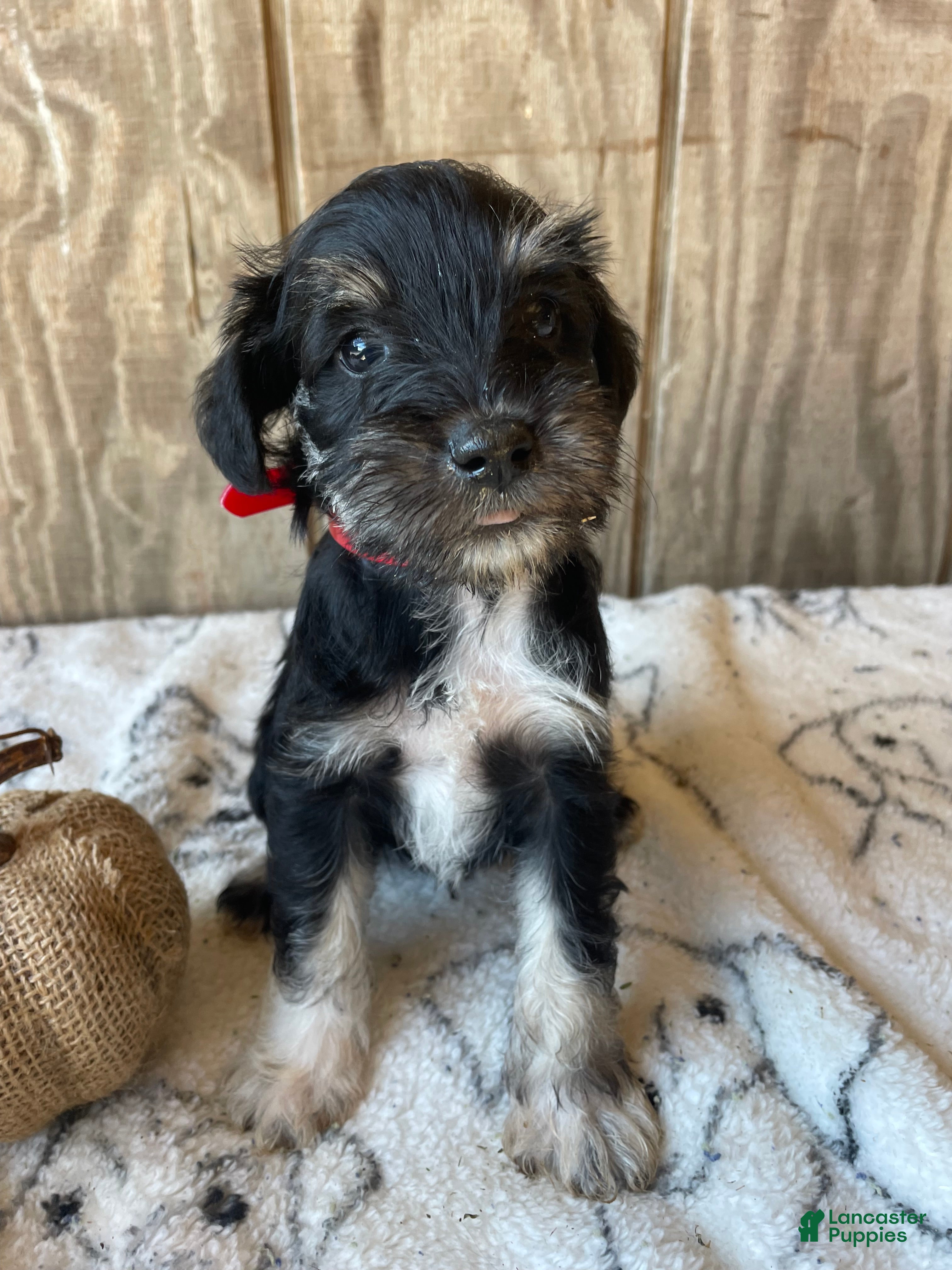Miniature Schnauzer dogs Monty - Ad 2