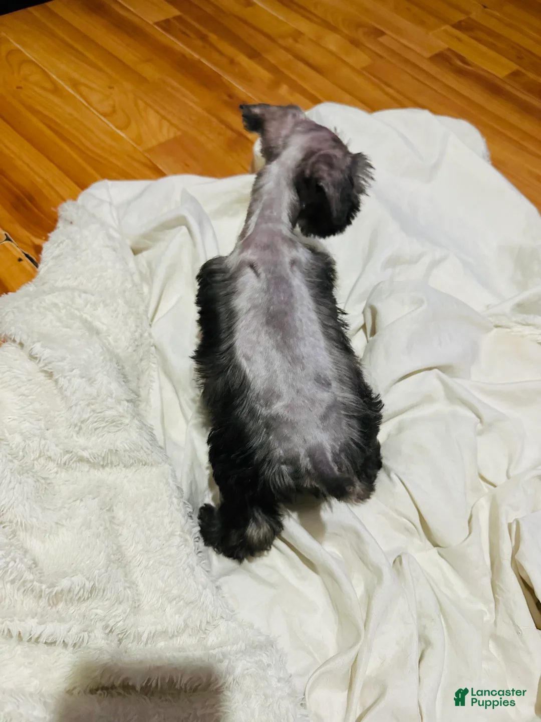 Standard Schnauzer dogs for sale: Standard Schnauzer Puppy 2 - Ad 2