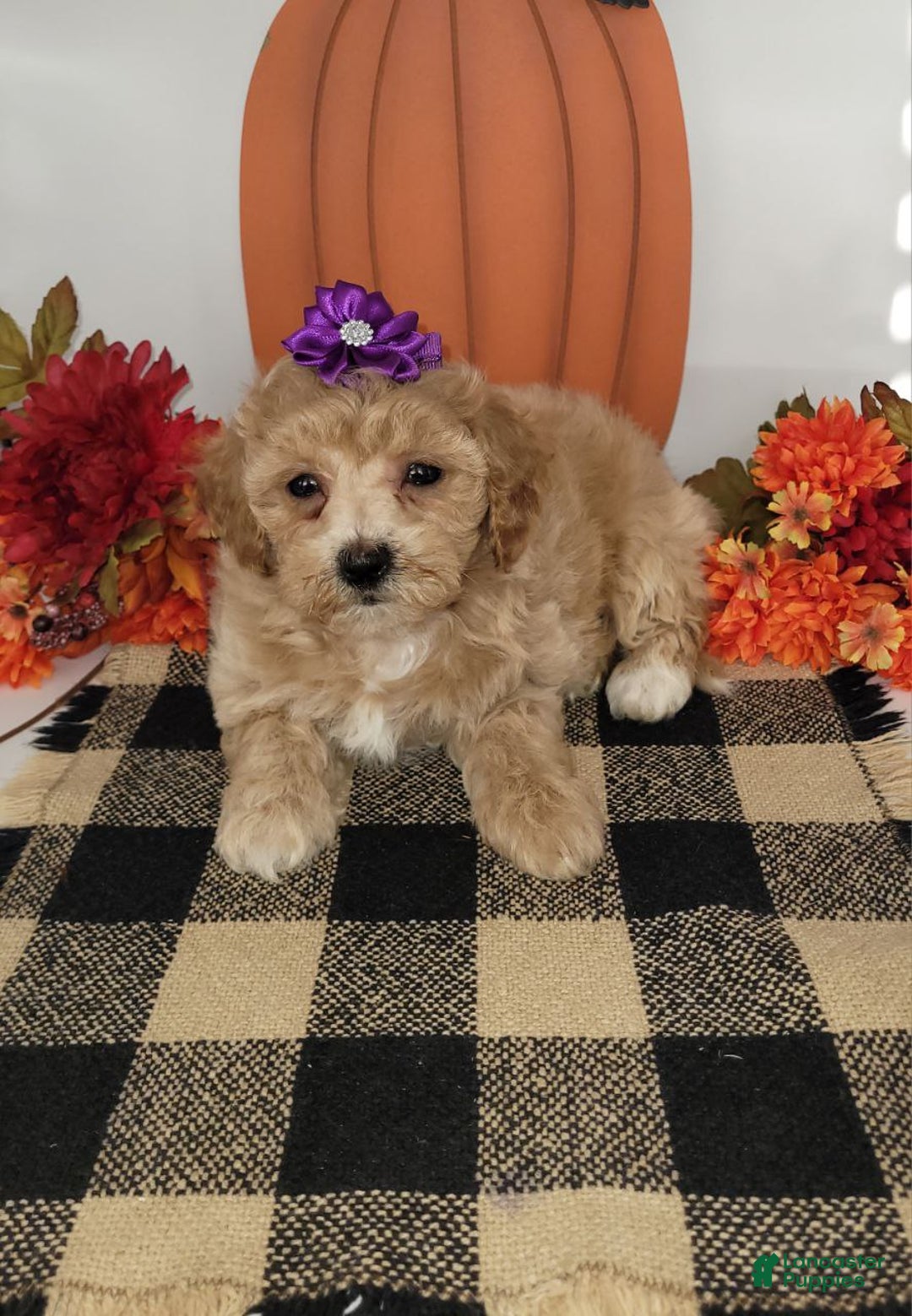 Bichpoo dogs for sale: Honey - Ad 1