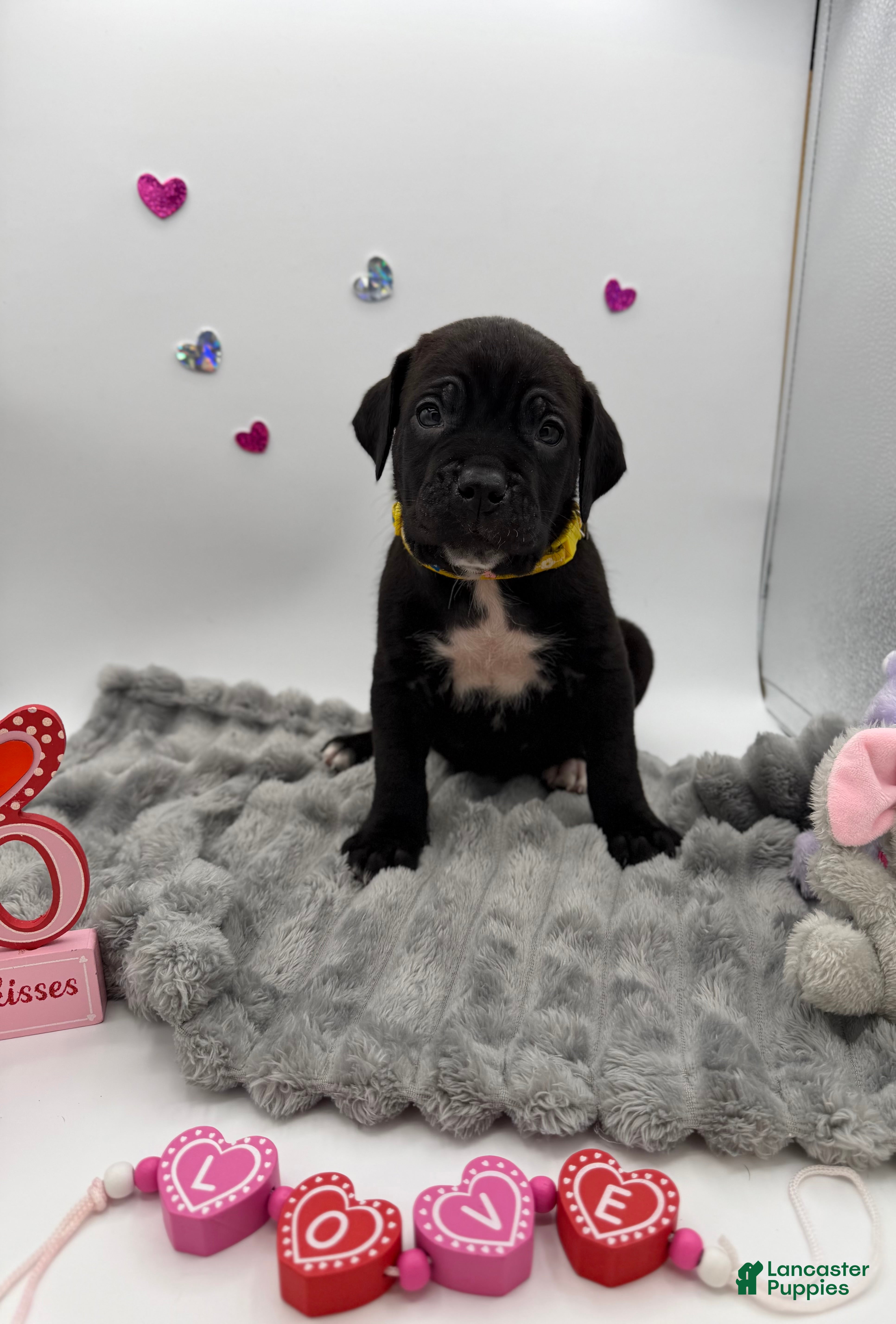 Cane Corso dogs Cane Corso Puppy 1 - Ad 10