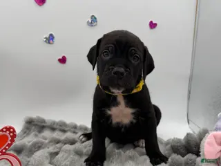 Cane Corso dogs Cane Corso Puppy 1 - Ad 10