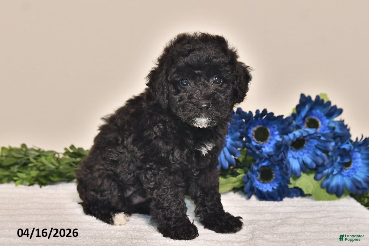Miniature Poodle dogs Jewel - Ad 2