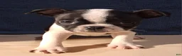 Boston Terrier dogs for sale: Emma - Ad 3