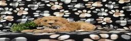 Maltipoo dogs for sale: Radclyf 7 lbs Full Grown - Ad 4
