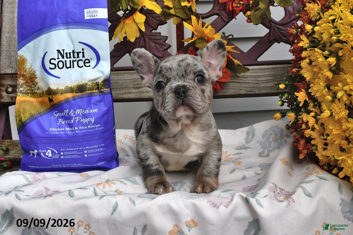 French Bulldog dogs Winnie - Ad 2