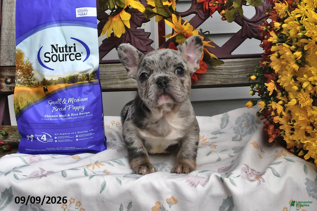French Bulldog dogs for sale: Winnie - Ad 2