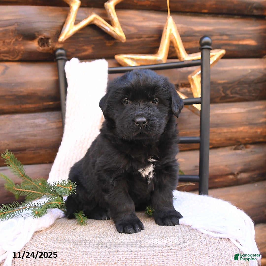 Newfoundland dogs for sale: Belle - Ad 1