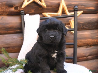 Newfoundland dogs Belle - Ad 15