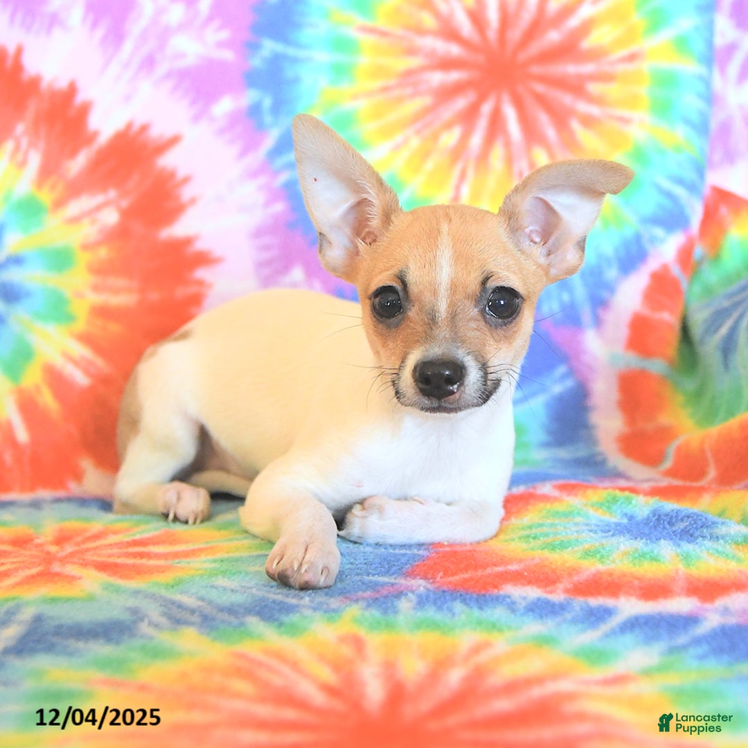 Chihuahua dogs for sale: Teddy - Ad 3