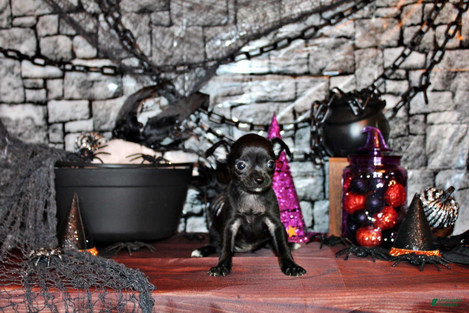 Chihuahua dogs for sale: Amira - Ad 2