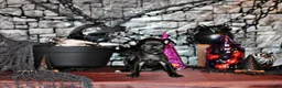 Chihuahua dogs for sale: Amira - Ad 2
