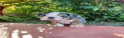 English Bulldog dogs for sale: clover - Ad 1