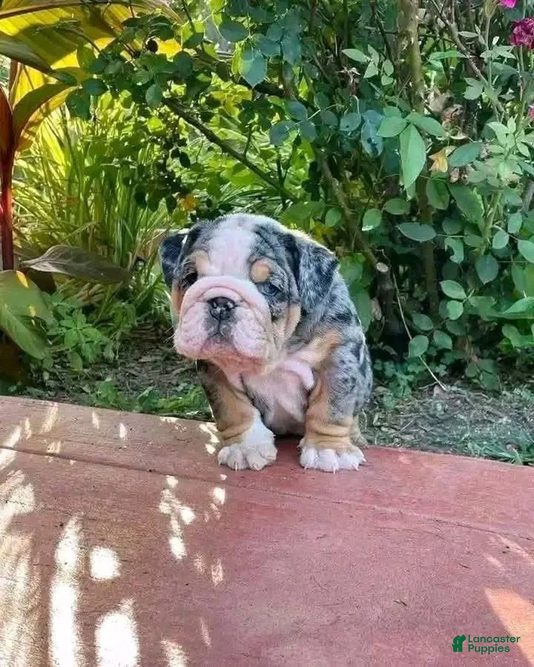 English Bulldog dogs for sale: clover - Ad 1