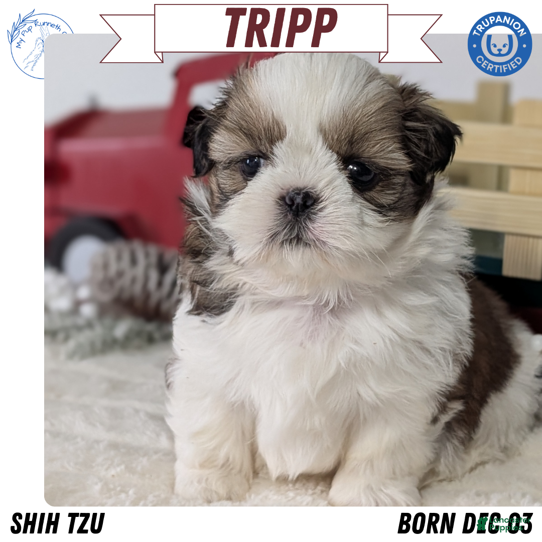 Shih Tzu dogs Tripp  - Ad 9
