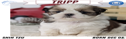 Shih Tzu dogs for sale: Tripp  - Ad 1