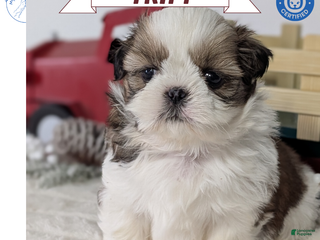 Shih Tzu dogs Tripp - Ad 9
