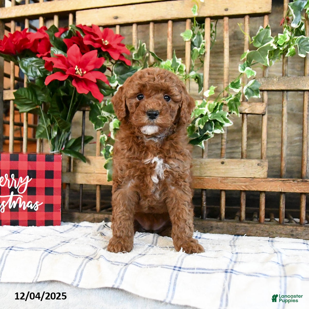 Mini Goldendoodle dogs Fable  - Ad 2