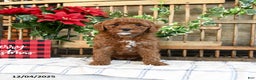 Mini Goldendoodle dogs for sale: Fable  - Ad 1