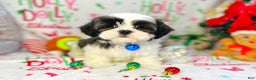 Shih Tzu dogs for sale: Jingles  - Ad 6