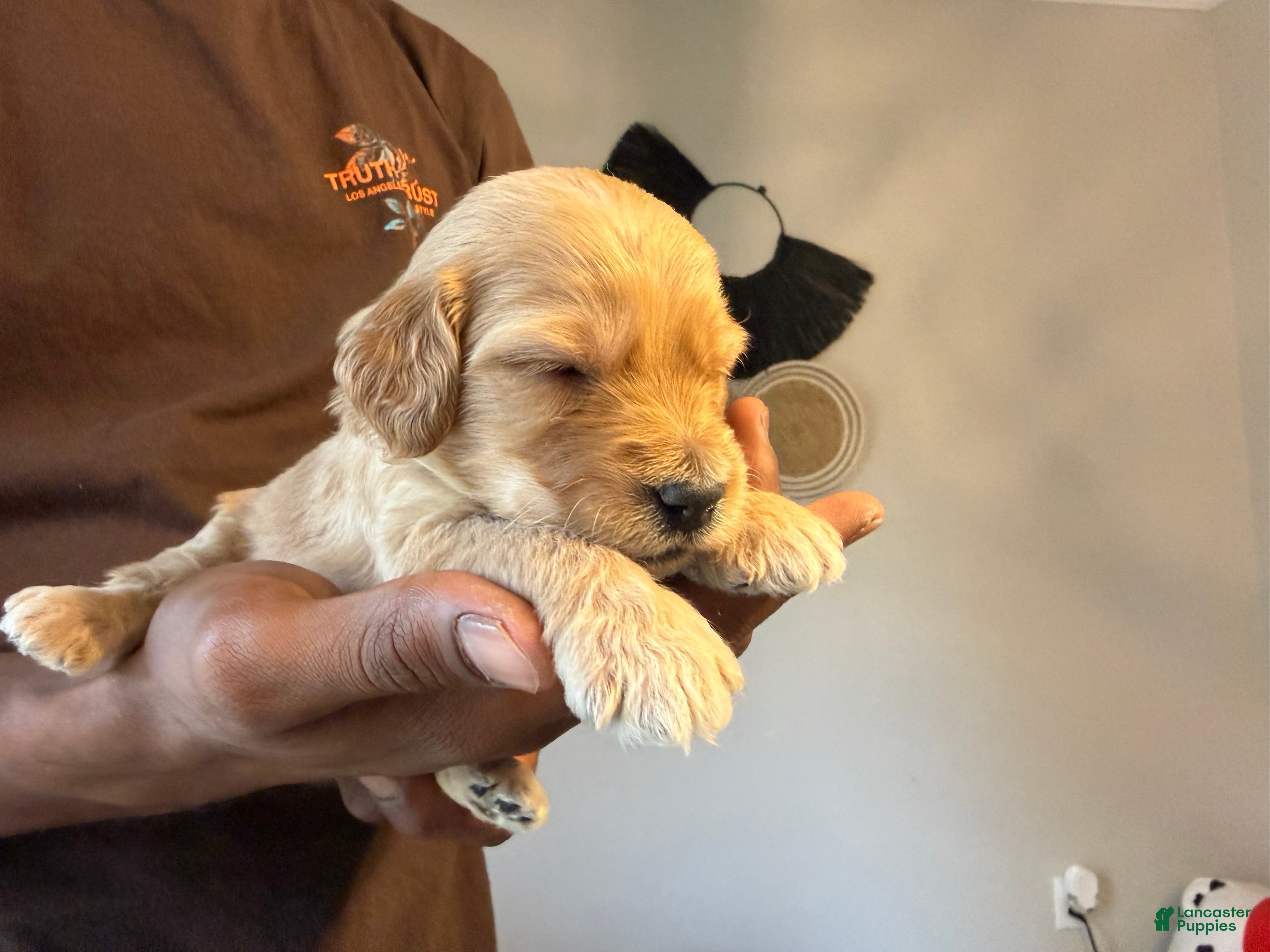 Mini Goldendoodle dogs Amiri - Ad 30