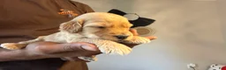 Mini Goldendoodle dogs for sale: Amiri - Ad 1