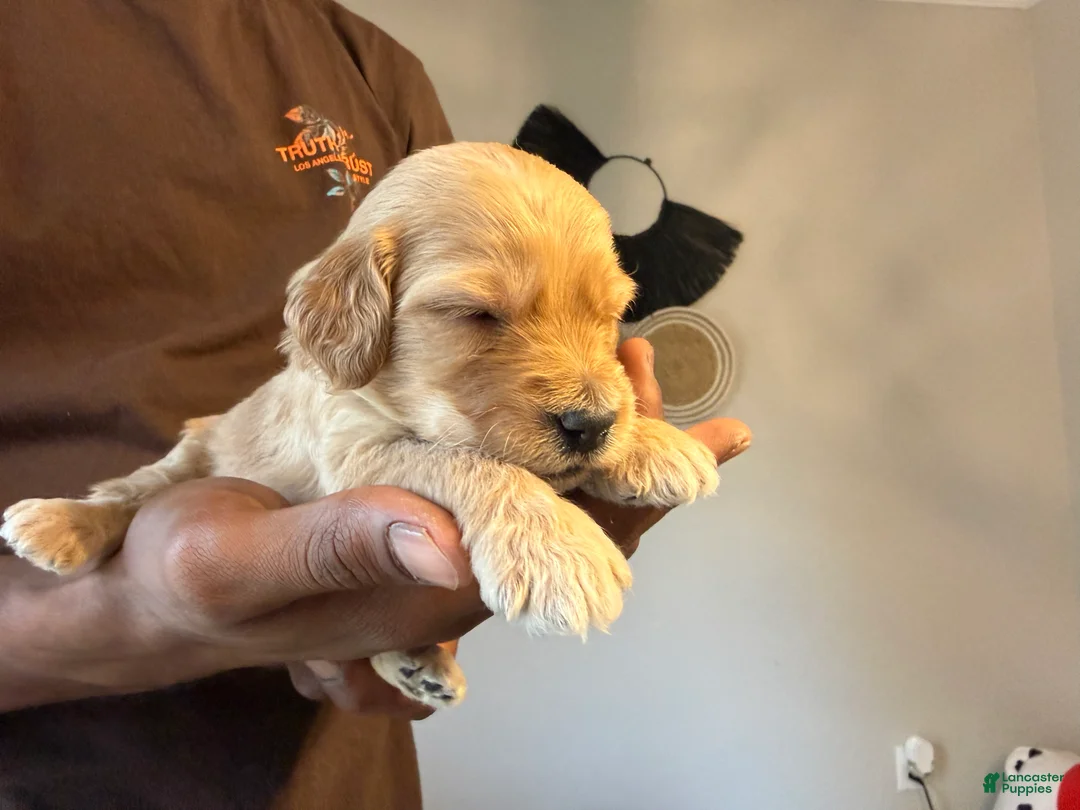 Mini Goldendoodle dogs for sale: Amiri - Ad 1