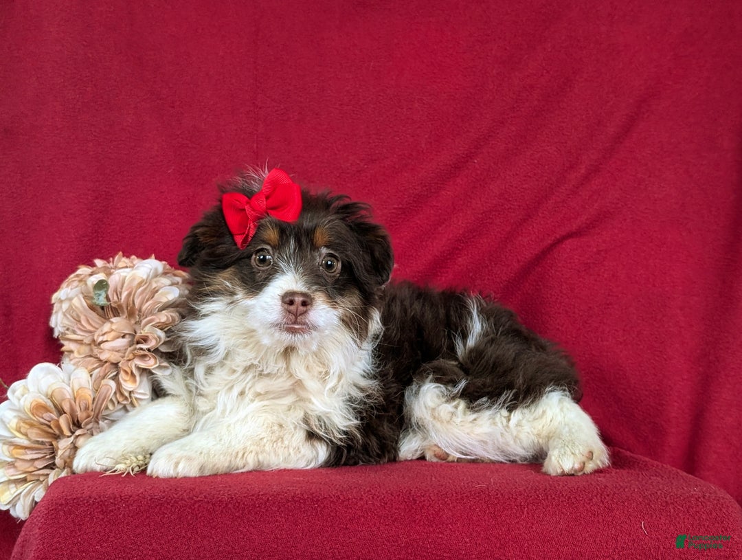 Mini Aussiedoodle dogs for sale: Brittney - Ad 5