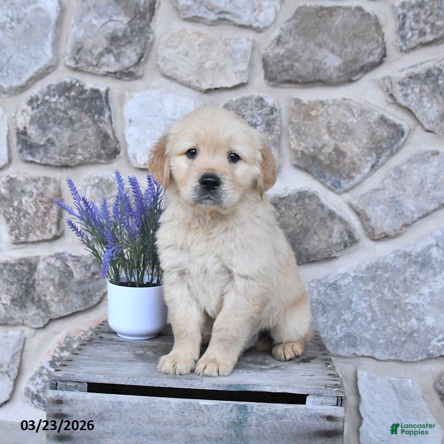 Golden Retriever dogs Duke - Ad 1