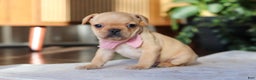 French Bulldog dogs for sale: Hailey - Ad 8