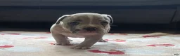 American Bully dogs for sale: Blue Fawn Merle Female - Ad 7