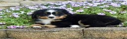Bernese Mountain Dog dogs for sale: Ms. Beverly - Ad 6