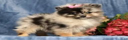 Pomeranian dogs for sale: Lilly - Ad 1
