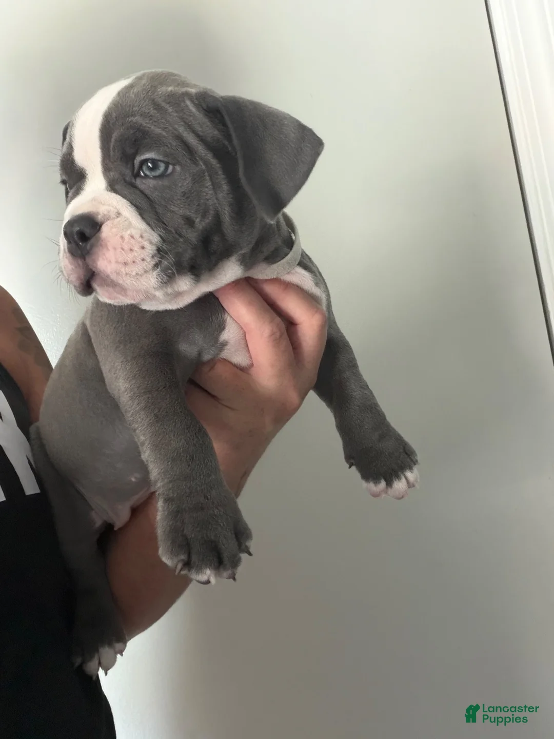 American Bully dogs for sale: American Bully 6 - Ad 2