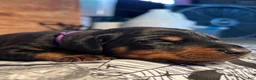 Doberman Pinscher dogs for sale: Wednesday: European Bloodlines  - Ad 4