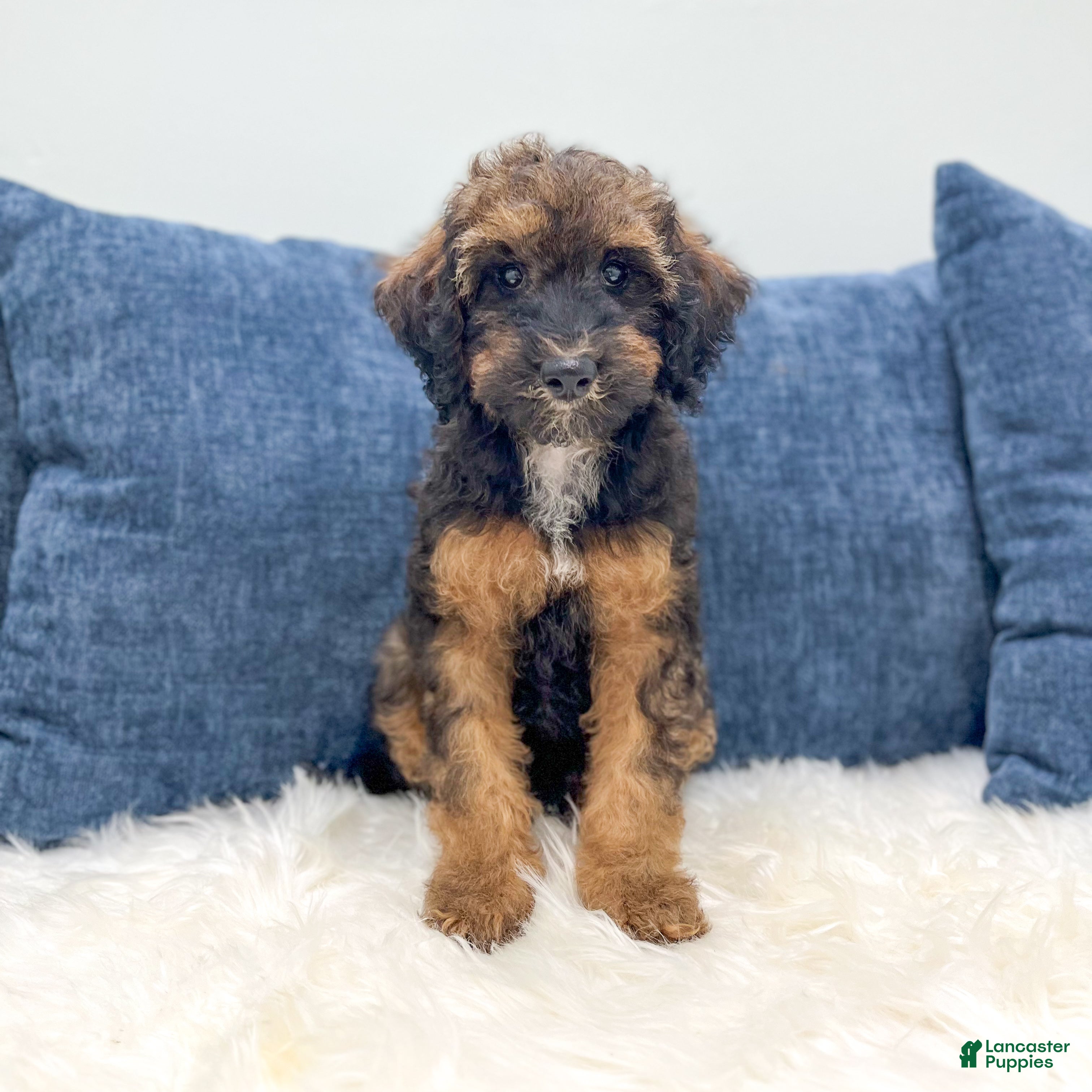 Miniature Poodle dogs Snipps - Ad 1