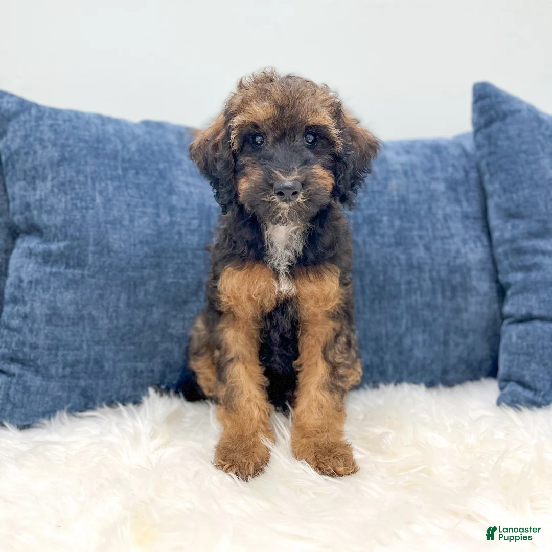 Miniature Poodle dogs for sale: Snipps - Ad 1