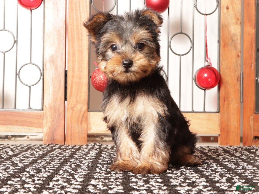Yorkshire Terrier dogs Dasher - Ad 10