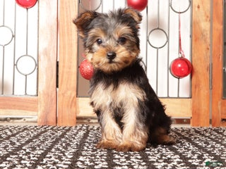 Yorkshire Terrier dogs Dasher - Ad 10